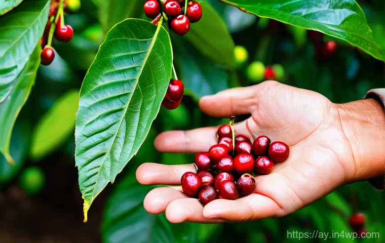 커피 원산지 탐방을 통해 배우는 것들 - A close-up shot of a coffee farmer's hands, weathered by the sun, gently plucking vibrant red coffee...